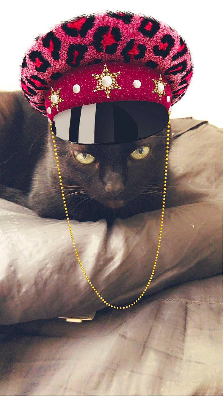 Kikine participe au concours pour gagner de l'argent avec cette photo : art, cap, carmine, carnivore, cat, costume_hat, event, eye, fashion_accessory, felidae, fur, head, magenta, pattern, red, small_to_medium_sized_cats, terrestrial_animal, tradition, whiskers, working_animal