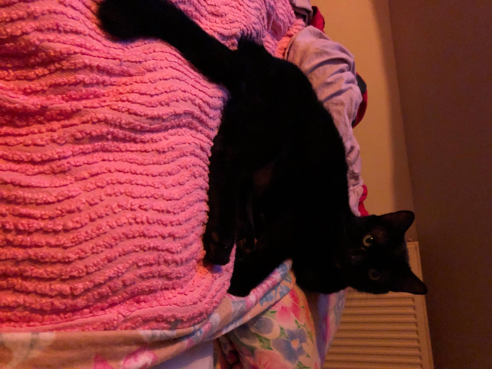 Kikine a rejoint le concours — aidez-le/la à gagner de superbes lots ! carnivore, cat, comfort, domestic_short_haired_cat, fashion_accessory, felidae, fur, magenta, pattern, pink, plant, purple, sleeve, small_to_medium_sized_cats, tail, textile, tree, whiskers, wool, woolen