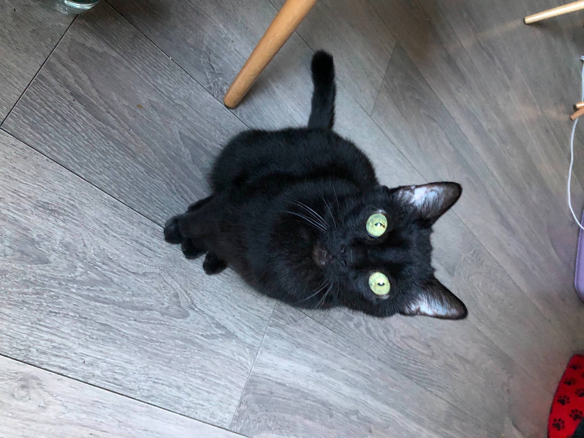 Kikine a rejoint le concours — aidez-le/la à gagner de superbes lots ! black_cat, bombay, carnivore, cat, cat_toy, claw, domestic_short_haired_cat, felidae, floor, flooring, fur, hardwood, paw, small_to_medium_sized_cats, snout, tail, whiskers, wood, wood_flooring, wood_stain