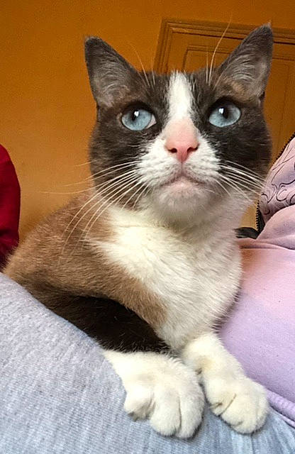 Blanchétte a rejoint le concours — aidez-le/la à gagner de superbes lots ! carnivore, cat, domestic_short_haired_cat, felidae, fur, iris, paw, sitting, small_to_medium_sized_cats, snout, tail, whiskers, window