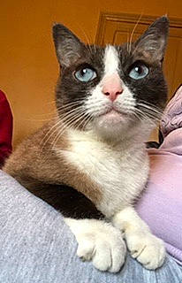 Blanchétte a rejoint le concours — aidez-le/la à gagner de superbes lots ! carnivore, cat, domestic_short_haired_cat, felidae, fur, paw, small_to_medium_sized_cats, snout, whiskers