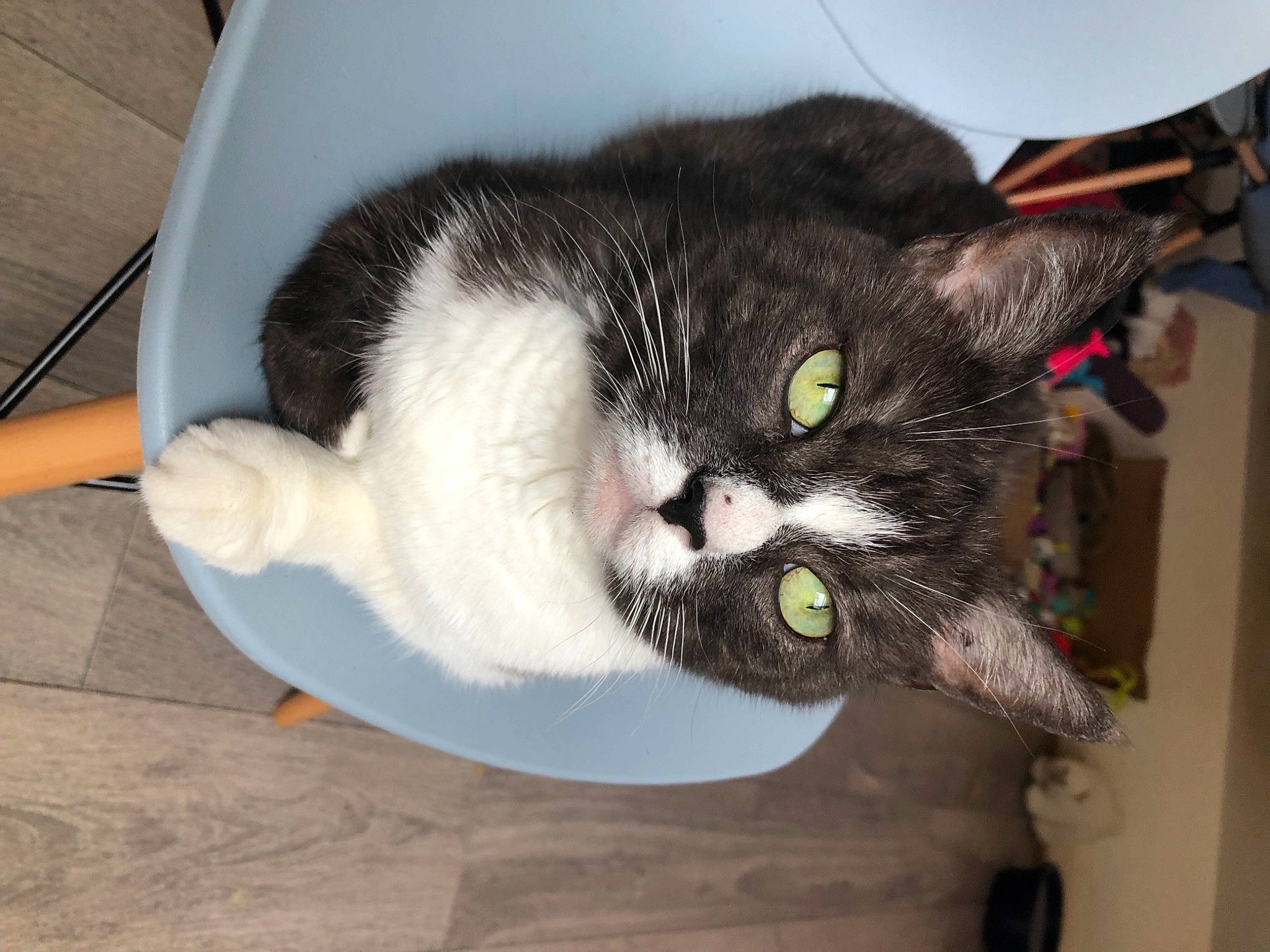 Johnny a rejoint le concours — aidez-le/la à gagner de superbes lots ! box, carnivore, cat, cat_supply, collar, comfort, domestic_short_haired_cat, felidae, flooring, fur, hardwood, mammal, paw, small_to_medium_sized_cats, snout, tail, whiskers, wood