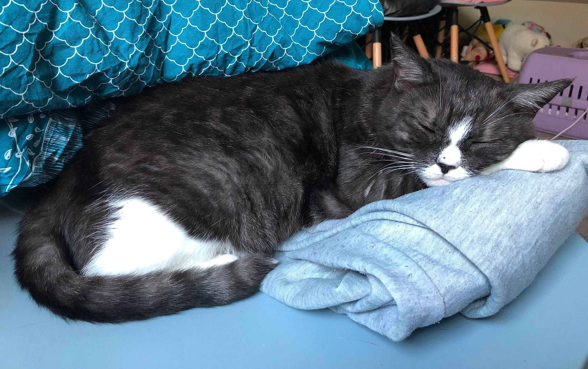 Johnny a rejoint le concours — aidez-le/la à gagner de superbes lots ! black_cat, carnivore, cat, cat_supply, claw, comfort, domestic_short_haired_cat, electric_blue, felidae, fur, grey, mesh, nap, paw, sitting, small_to_medium_sized_cats, tail, whiskers, window