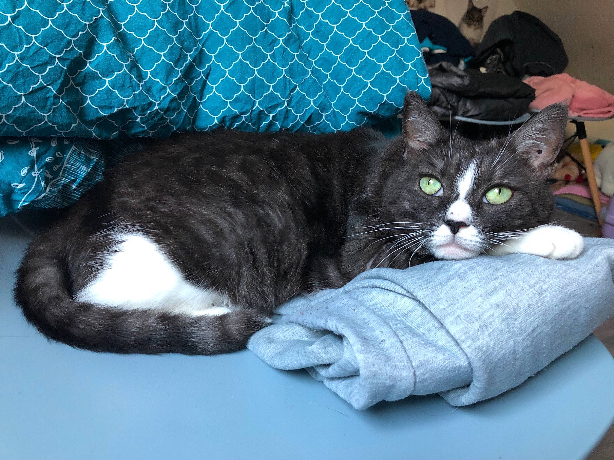 Johnny a rejoint le concours — aidez-le/la à gagner de superbes lots ! black_cat, box, carnivore, cat, cat_bed, cat_supply, comfort, couch, domestic_short_haired_cat, electric_blue, felidae, fur, grey, hat, lap, paw, sitting, small_to_medium_sized_cats, tail, whiskers