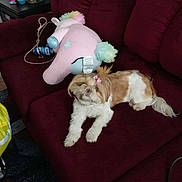 Hope is registered to the contest to win money with this photo: dog, small_dog, bow, couch, unicorn_plush, plush_toy, living_room, furniture, carpet, side_table, household_items, relaxing, pet, indoor, brown_and_white, fur, decor, cozy, toy, home