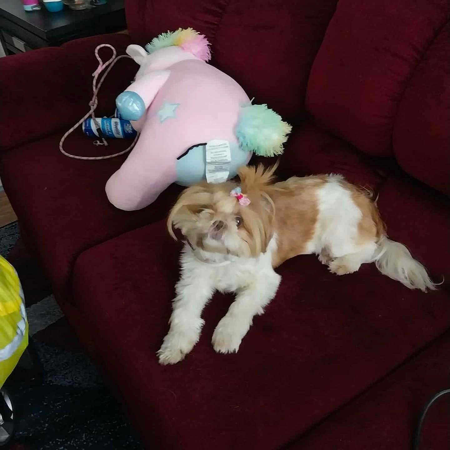 Hope is registered to the contest to win money with this photo: bow, brown_and_white, carpet, couch, cozy, decor, dog, fur, furniture, home, household_items, indoor, living_room, pet, plush_toy, relaxing, side_table, small_dog, toy, unicorn_plush