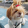 animal, bench, brown_fur, close_up, cute, daylight, dog, fluffy, fur, hair_clip, leash, outdoor, pet, portrait, side_view, small_dog, strawberry, street, urban, white_fur