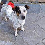 Simba a rejoint le concours — aidez-le/la à gagner de superbes lots ! dog, pet, outdoor, stone_patio, brick_wall, toy, white_fur, brown_fur, speckled_fur, small_dog, animal, canine, looking_up, ears_up, tail, paw, curious, attention, daylight, domestic_animal