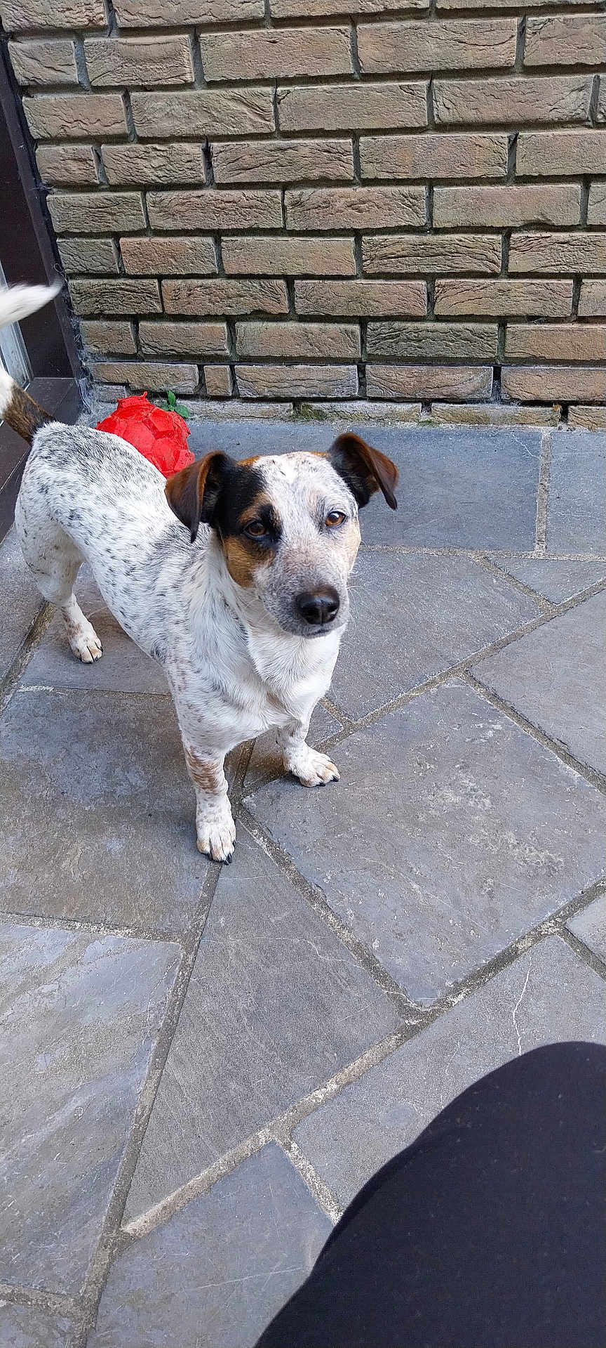 Simba a rejoint le concours — aidez-le/la à gagner de superbes lots ! dog, pet, outdoor, stone_patio, brick_wall, toy, white_fur, brown_fur, speckled_fur, small_dog, animal, canine, looking_up, ears_up, tail, paw, curious, attention, daylight, domestic_animal