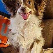 Rowan is registered to the contest to win money with this photo: dog, fluffy, happy, pet, smiling, ears, indoors, blanket, brown, white, fur, cute, animal, companion, cozy, portrait, sitting, friendly, tongue, canine