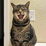 Lily is registered to the contest to win money with this photo: cat, tabby, animal, pet, yawning, sitting, fur, whiskers, indoor, light_switch, wall, texture, mammal, cute, claws, feline, portrait, striped, domestic_cat, funny_expression