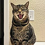 cat, tabby, animal, pet, yawning, sitting, fur, whiskers, indoor, light_switch, wall, texture, mammal, cute, claws, feline, portrait, striped, domestic_cat, funny_expression