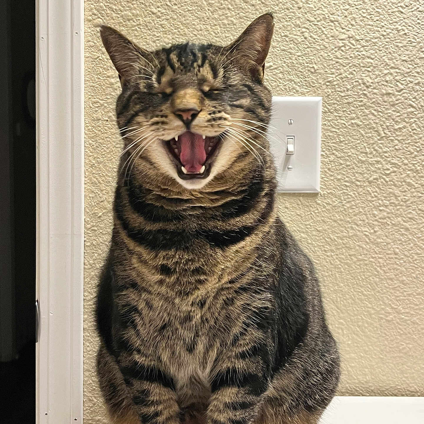 Lily is registered to the contest to win money with this photo: animal, cat, claws, cute, domestic_cat, feline, funny_expression, fur, indoor, light_switch, mammal, pet, portrait, sitting, striped, tabby, texture, wall, whiskers, yawning