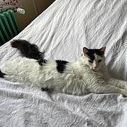 Joys a rejoint le concours — aidez-le/la à gagner de superbes lots ! cat, cat_face, black_and_white_cat, long_fur, feline, pet, bed, sheet, white_sheet, radiator, curtain, floral_pattern, tail, paws, whiskers, relaxed, indoor, portrait, cozy, resting