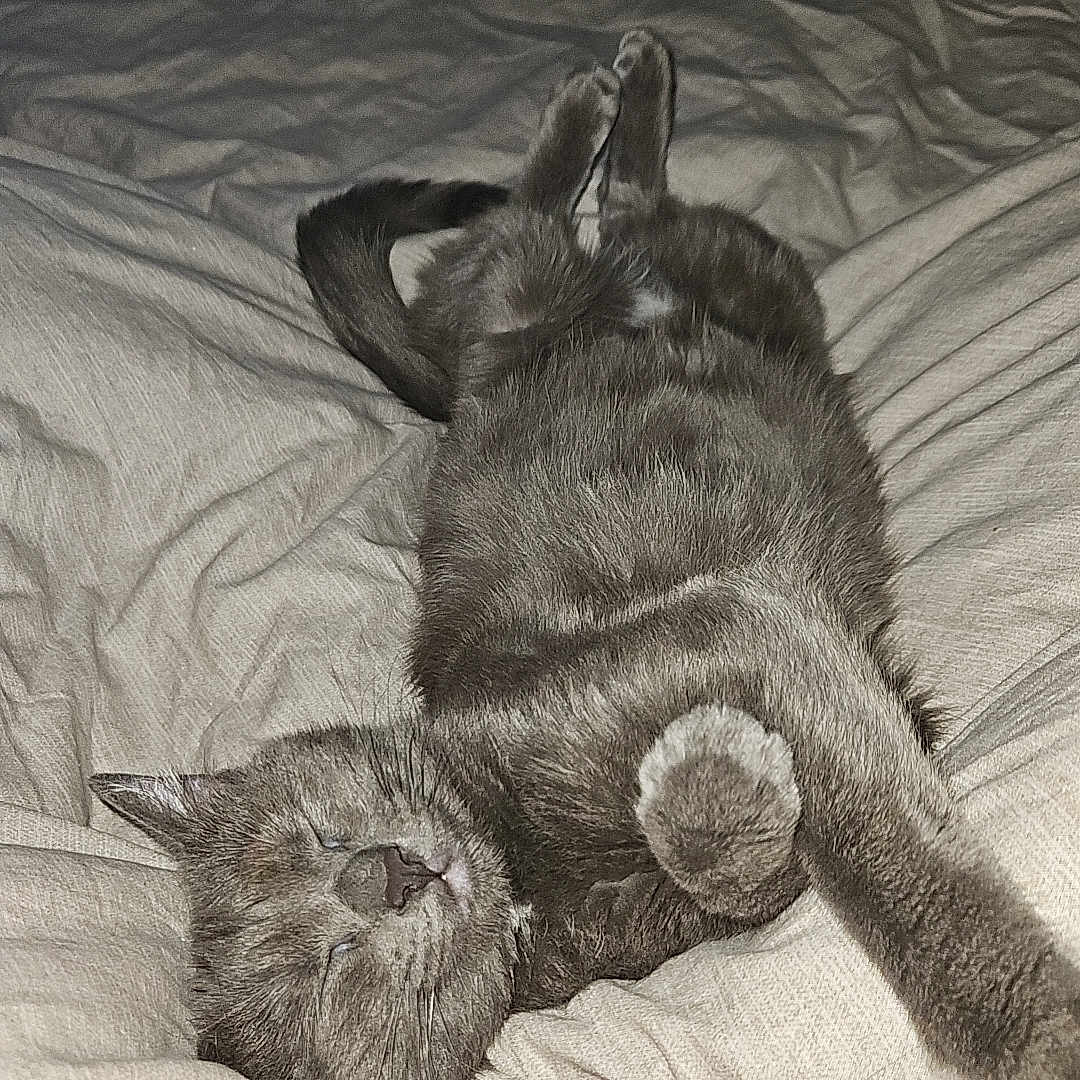 Nessy a rejoint le concours — aidez-le/la à gagner de superbes lots ! animal, arm, bed, blanket, cat, comfort, cozy, cute, domestic_animal, feline, fur, gray_cat, indoor, paw, pet, relaxed, resting, sleeping, tattoo, whiskers