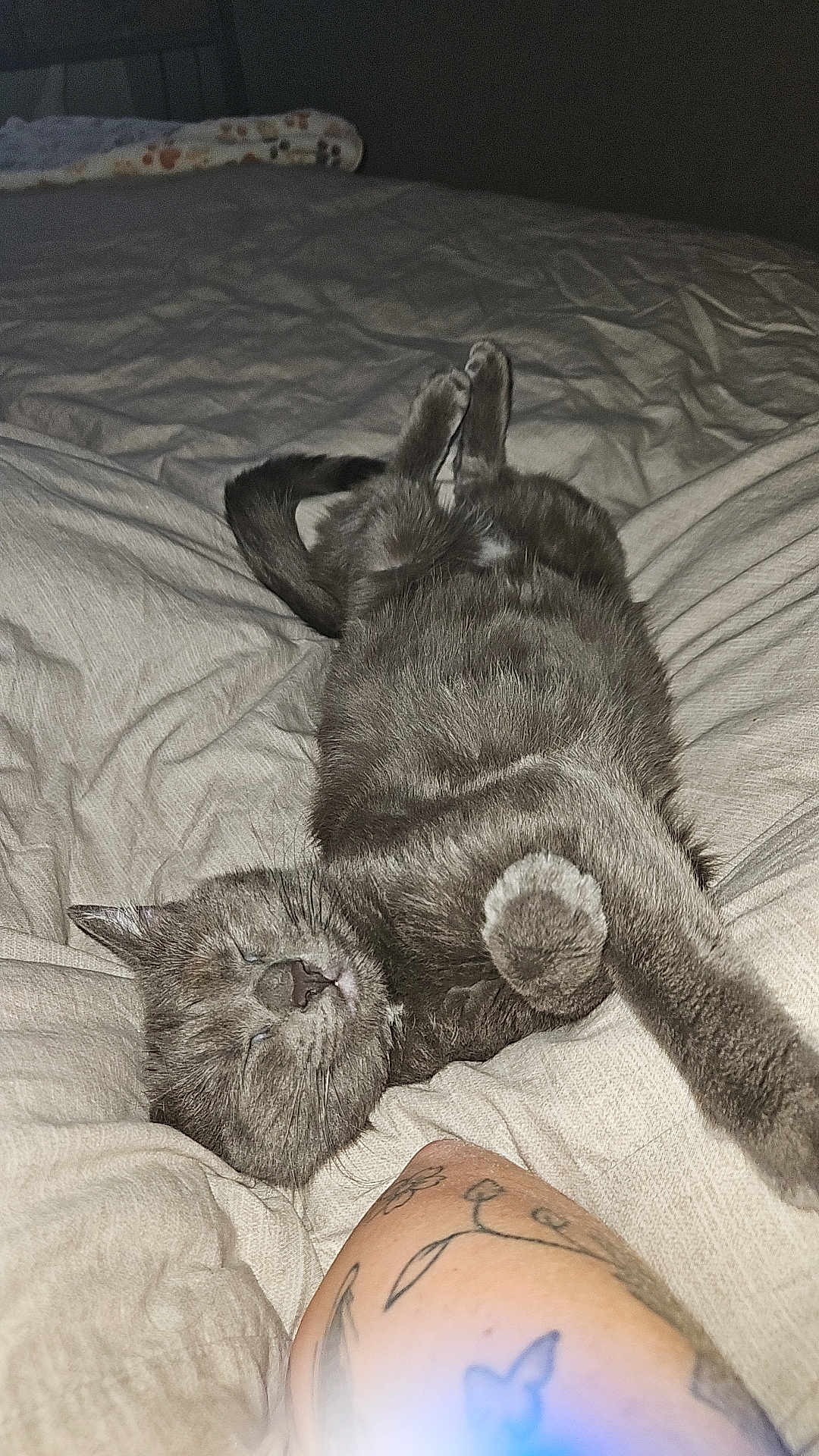 Nessy a rejoint le concours — aidez-le/la à gagner de superbes lots ! cat, gray_cat, bed, blanket, relaxed, sleeping, feline, tattoo, arm, cozy, indoor, pet, fur, whiskers, paw, resting, comfort, domestic_animal, cute, animal
