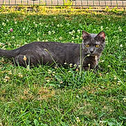 Nessy a rejoint le concours — aidez-le/la à gagner de superbes lots ! alert, animal, cat, clover, domestic_animal, feline, field, flowers, garden, grass, gray_cat, greenery, lying_down, nature, outdoor, pet, summer, sunlight, wildlife, yellow_eyes