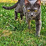 Nessy a rejoint le concours — aidez-le/la à gagner de superbes lots ! alert, animal, cat, close_up, clover, curious, cute, daylight, feline, garden, grass, gray_cat, greenery, mammal, nature, outdoor, pet, walking, wildlife, yellow_eyes