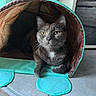 Nessy a rejoint le concours — aidez-le/la à gagner de superbes lots ! animal, cat, cozy, curious, cute, domestic_animal, feline, floor, gray_cat, home, indoor, paws, pet, pet_accessory, relaxed, resting, tile_floor, tunnel, whiskers, yellow_eyes