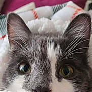 Narko a rejoint le concours — aidez-le/la à gagner de superbes lots ! cat, close_up, face, gray, white, whiskers, blanket, cozy, indoor, pet, fur, cute, portrait, curious, animal, domestic, sleeping_area, resting, eyes, nose