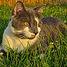 cat, gray_cat, white_cat, grass, green_grass, outdoor, sunlight, golden_eyes, animal, pet, feline, nature, close_up, curious, alert, summer, daylight, wooden_fence, background, mammal