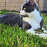 cat, gray_and_white, grass, outdoor, fence, yellow_eyes, pet, animal, relaxing, side_view, nature, mammal, whiskers, sunlight, garden, daytime, fur, close_up, lying_down, domestic_animal
