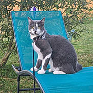Narko a rejoint le concours — aidez-le/la à gagner de superbes lots ! cat, gray_cat, white_cat, sitting, lounge_chair, outdoor, garden, grass, bush, harness, leash, pet, animal, nature, daylight, curious, alert, feline, greenery, relaxation