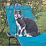 cat, gray_cat, white_cat, sitting, lounge_chair, outdoor, garden, grass, bush, harness, leash, pet, animal, nature, daylight, curious, alert, feline, greenery, relaxation