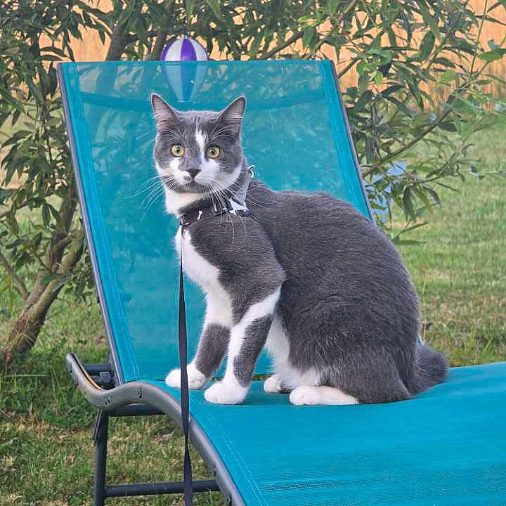 Narko a rejoint le concours — aidez-le/la à gagner de superbes lots ! alert, animal, bush, cat, curious, daylight, feline, garden, grass, gray_cat, greenery, harness, leash, lounge_chair, nature, outdoor, pet, relaxation, sitting, white_cat