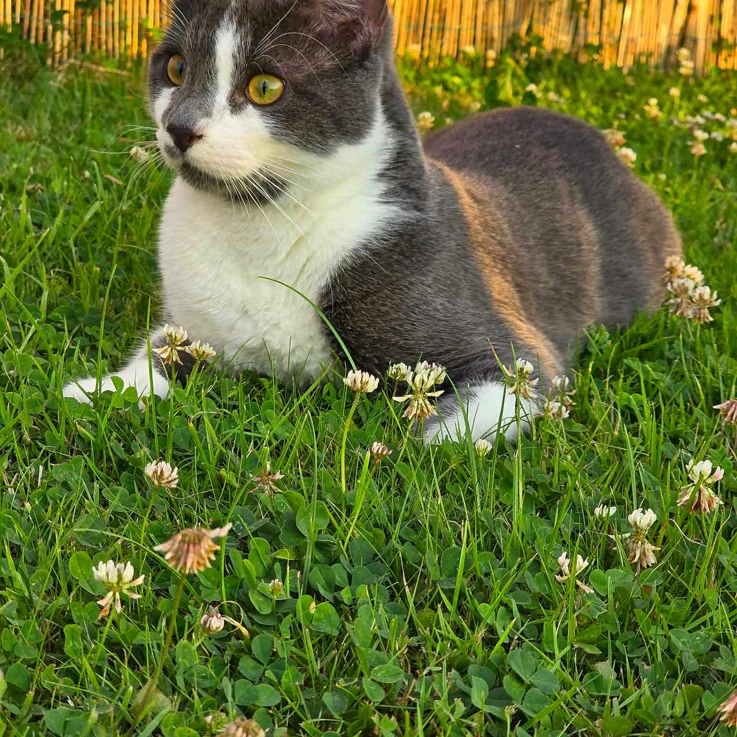 Narko