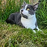 cat, grass, outdoor, yellow_eyes, grey_and_white, feline, pet, nature, garden, wooden_fence, greenery, animal, laying_down, whiskers, closeup, curious, mammal, daylight, domestic_animal, quiet