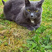 Nouka participe au concours pour gagner de l'argent avec cette photo : cat, gray_cat, animal, pet, outdoor, grass, greenery, nature, fence, yellow_eyes, fur, whiskers, mammal, relaxed, lying_down, close_up, serious_expression, daylight, garden, wildlife