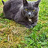 cat, gray_cat, animal, pet, outdoor, grass, greenery, nature, fence, yellow_eyes, fur, whiskers, mammal, relaxed, lying_down, close_up, serious_expression, daylight, garden, wildlife