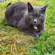 Nouka participe au concours pour gagner de l'argent avec cette photo : alert, animal, cat, closeup, domestic_cat, fence, fur, grass, gray_cat, greenery, lying_down, mammal, moss, nature, outdoor, pet, portrait, whiskers, wildlife, yellow_eyes
