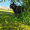 Nouka a rejoint le concours — aidez-le/la à gagner de superbes lots ! cat, gray_cat, grass, greenery, tree, leaves, outdoor, sunlight, shadow, nature, animal, pet, feline, daylight, garden, background, profile_view, mammal, alert, curious