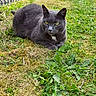Nouka a rejoint le concours — aidez-le/la à gagner de superbes lots ! animal, calm, cat, closeup, ears, feline, focus, fur, grass, gray_cat, greenery, lawn, nature, outdoor, pet, portrait, resting, whiskers, wildlife, yellow_eyes