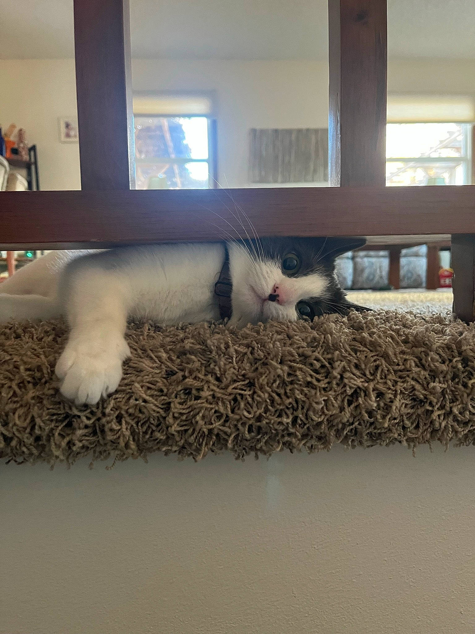 Gucci joined the competition — help win amazing prizes! canidae, daylighting, dog_breed, felidae, floor, flooring, fur, hardwood, livestock, room, small_to_medium_sized_cats, sporting_group, tail, whiskers, window, wood