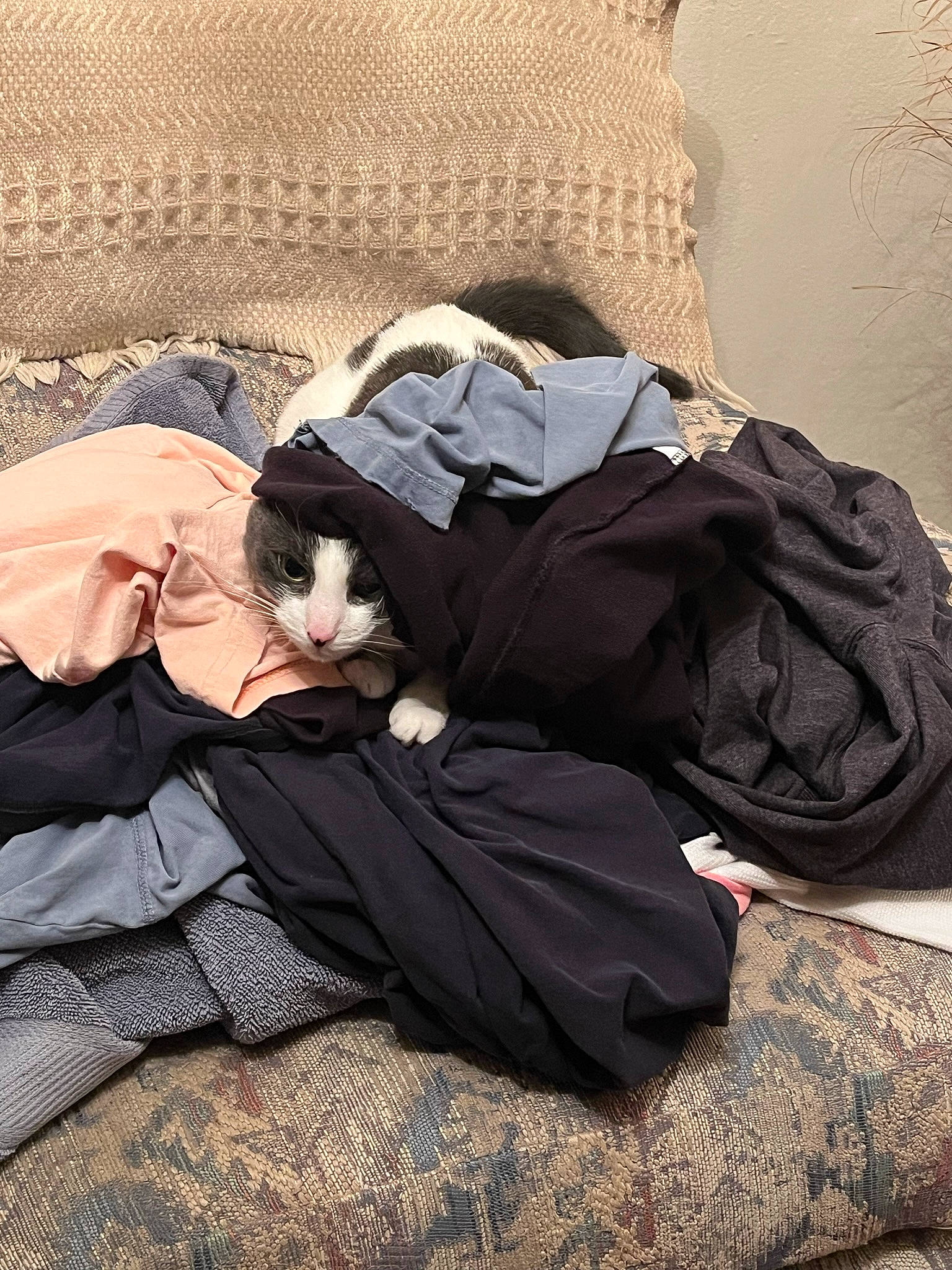 Gucci is registered to the contest to win money with this photo: bed_sheet, bedding, comfort, companion_dog, dress, fur, grass, grey, human_leg, linens, nap, room, shadow, sitting, sleep, sunglasses, textile, thigh, tints_and_shades, wood