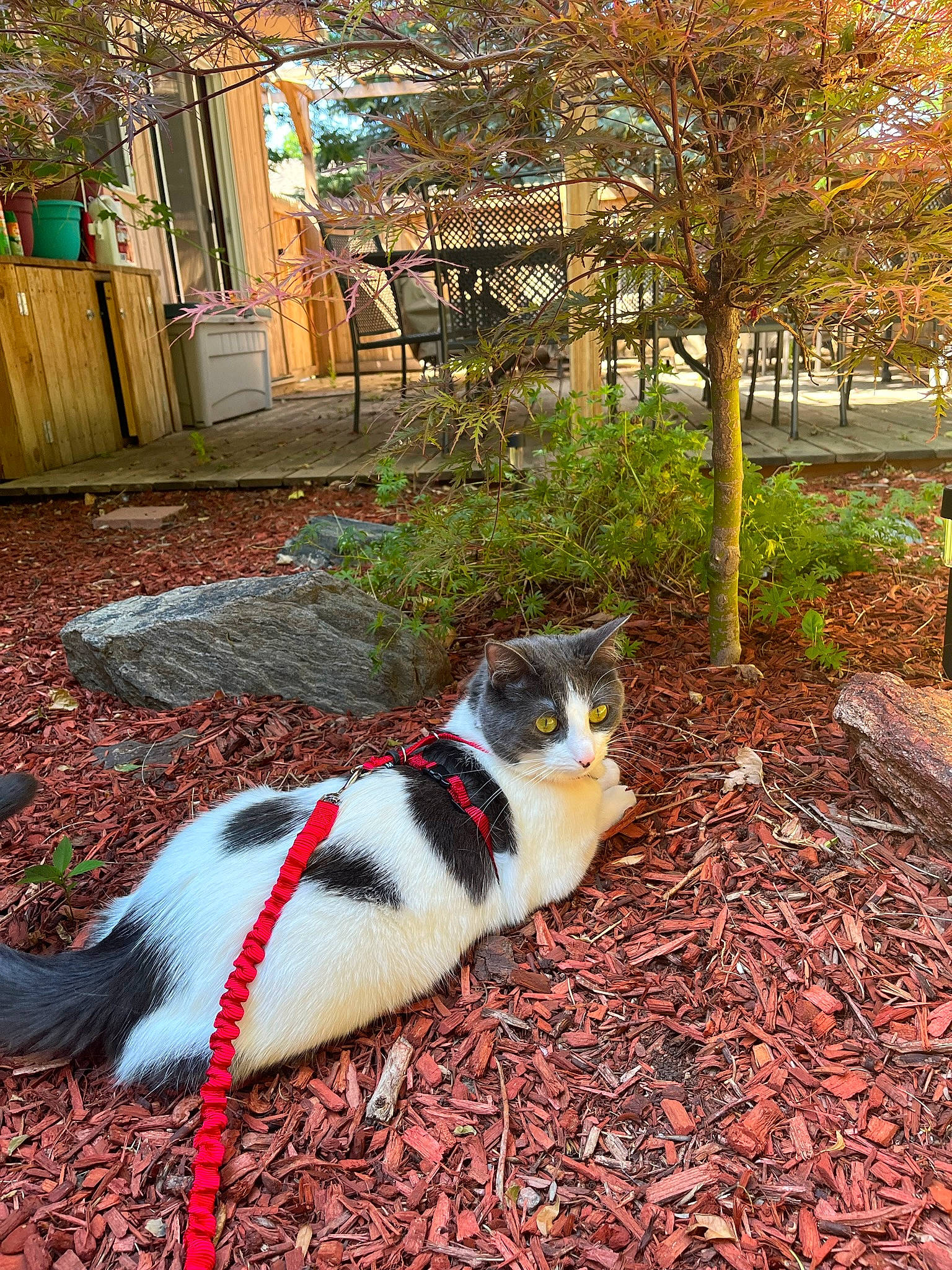 Gucci is registered to the contest to win money with this photo: botany, carnivore, cat, domestic_short_haired_cat, felidae, flooring, fur, garden, grass, landscape, leaf, plant, porch, road_surface, sidewalk, sitting, small_to_medium_sized_cats, tail, tree, whiskers