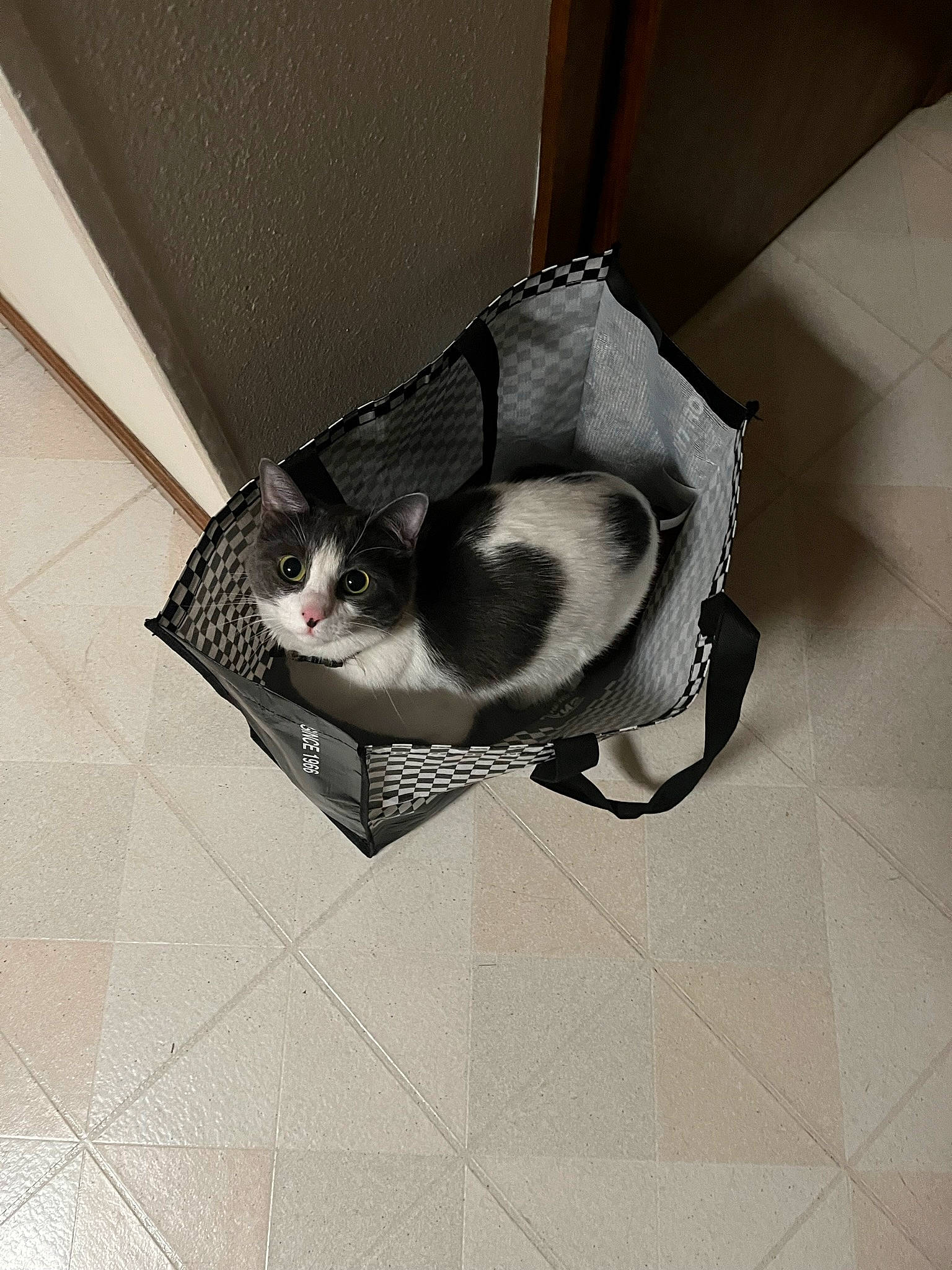 Gucci is registered to the contest to win money with this photo: canidae, carnivore, cat, cat_supply, comfort, domestic_short_haired_cat, felidae, floor, flooring, fur, grey, hardwood, monochrome, monochrome_photography, pet_supply, room, small_to_medium_sized_cats, snout, tail, whiskers