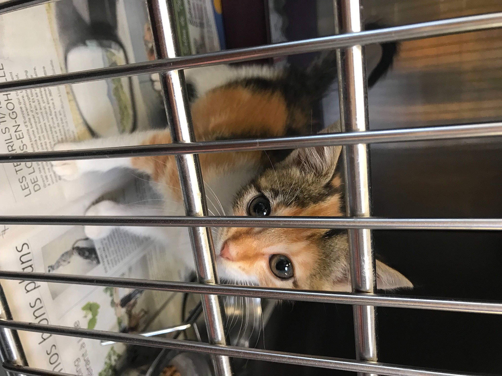 Paprika a rejoint le concours — aidez-le/la à gagner de superbes lots ! animal_shelter, cage, canidae, carnivore, fawn, fence, fur, hamster, line, mesh, metal, mouse, mousetrap, pet_supply, recreation, rodent, service, snout, terrestrial_animal, whiskers