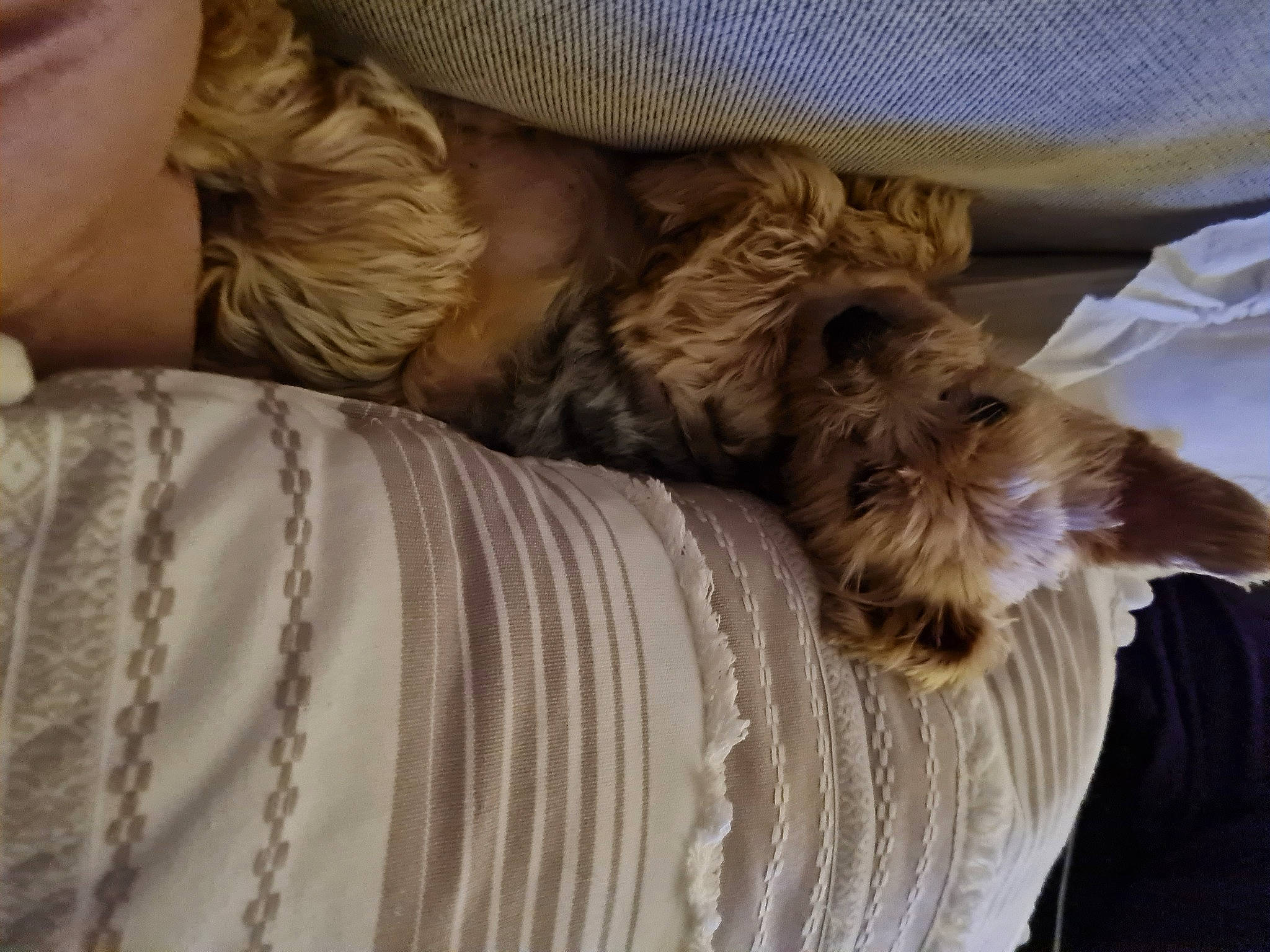 Mao a rejoint le concours — aidez-le/la à gagner de superbes lots ! canidae, carnivore, comfort, companion_dog, dog, dog_breed, dog_supply, ear, fawn, fur, human_leg, linens, liver, nap, sleep, snout, sporting_group, terrier, toy_dog, working_animal