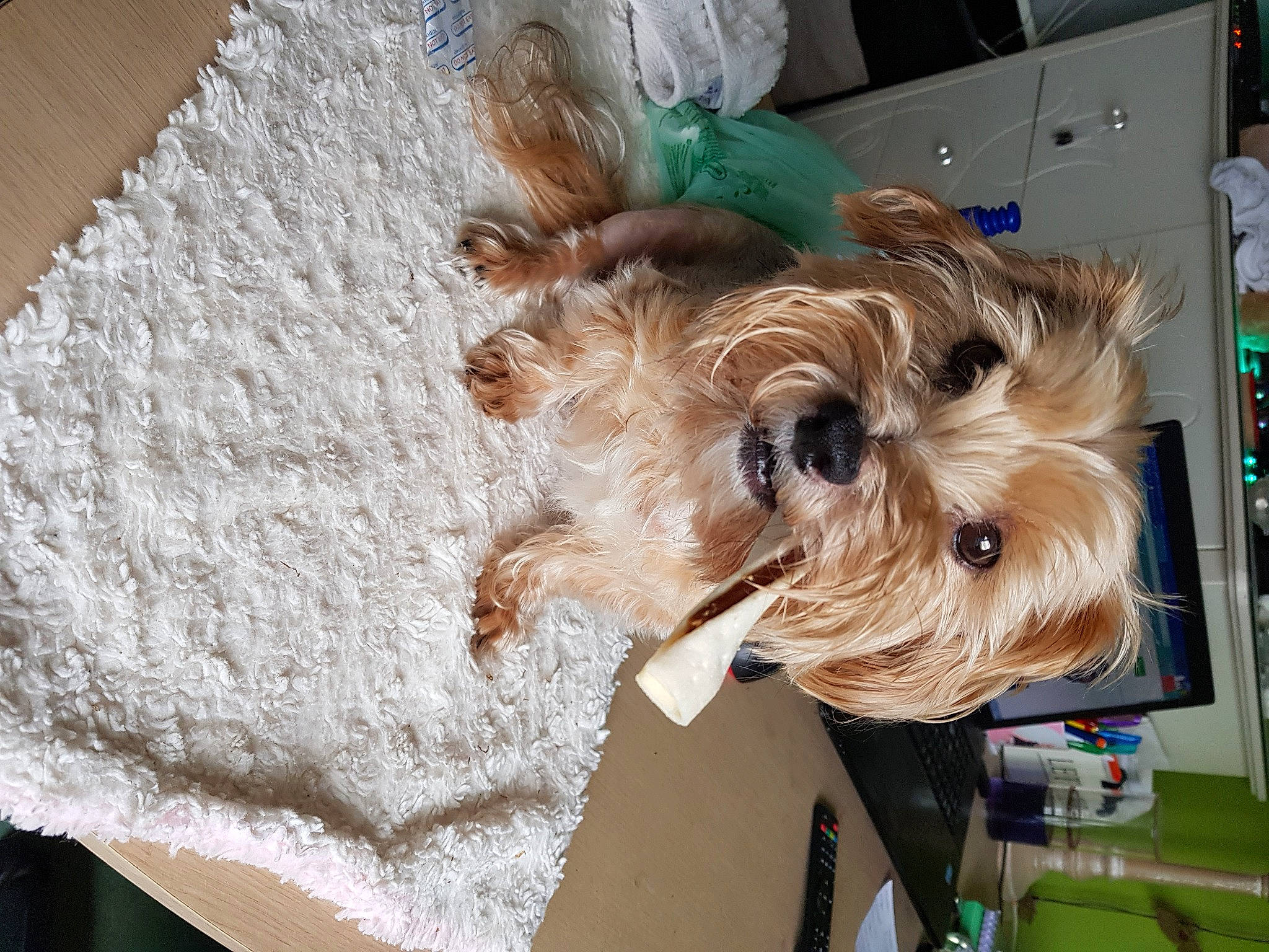 Mao a rejoint le concours — aidez-le/la à gagner de superbes lots ! canidae, carnivore, collar, companion_dog, dog, dog_breed, dog_collar, dog_supply, fashion_accessory, fawn, fur, pet_supply, small_terrier, snout, sporting_group, sunglasses, terrier, toy_dog, welsh_terrier, working_animal