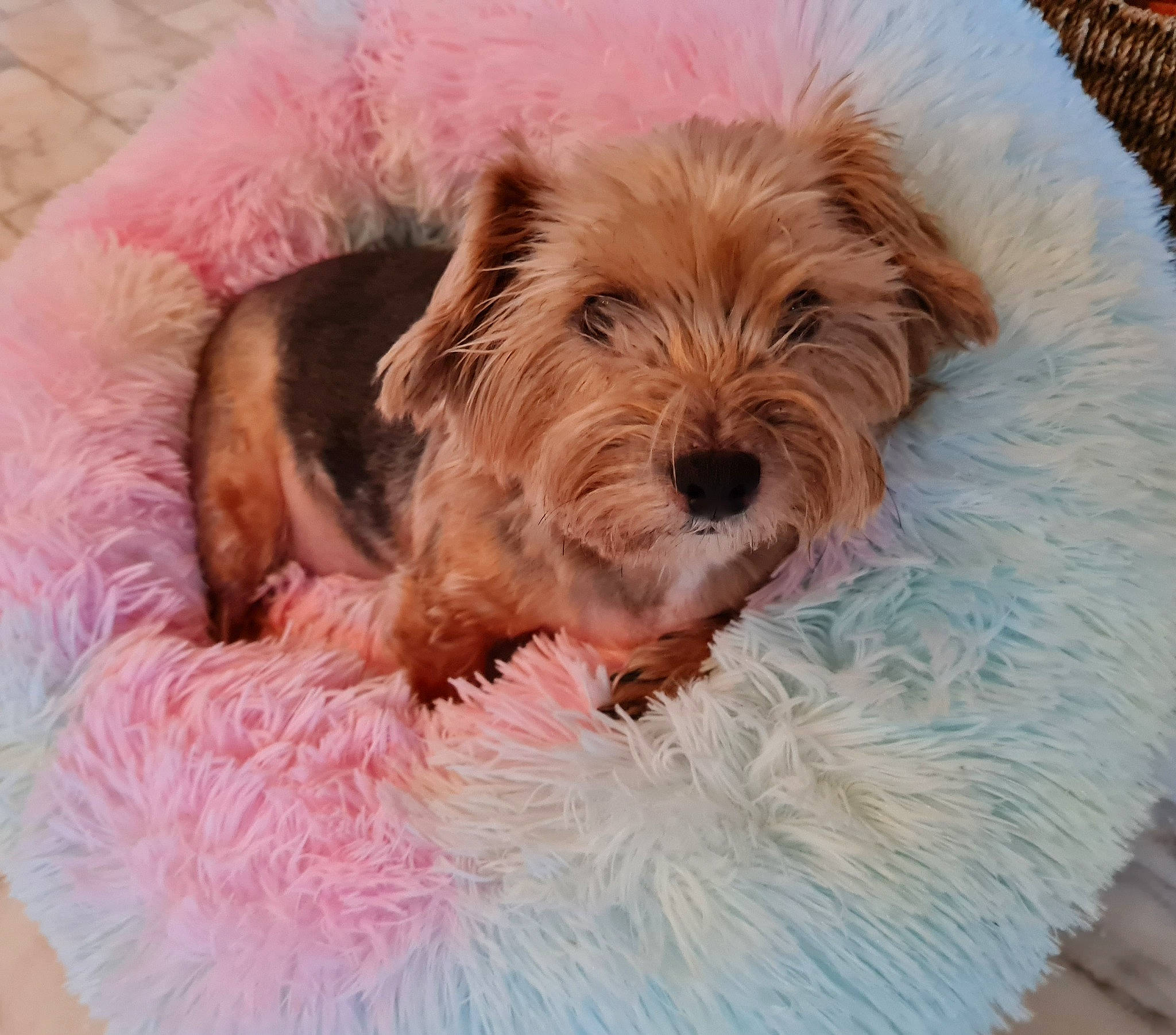 Mao participe au concours pour gagner de l'argent avec cette photo : canidae, carnivore, comfort, companion_dog, dog, dog_bed, dog_breed, dog_supply, fawn, fur, liver, pet_supply, pink, small_terrier, snout, sporting_group, terrier, toy_dog, working_animal, yorkipoo