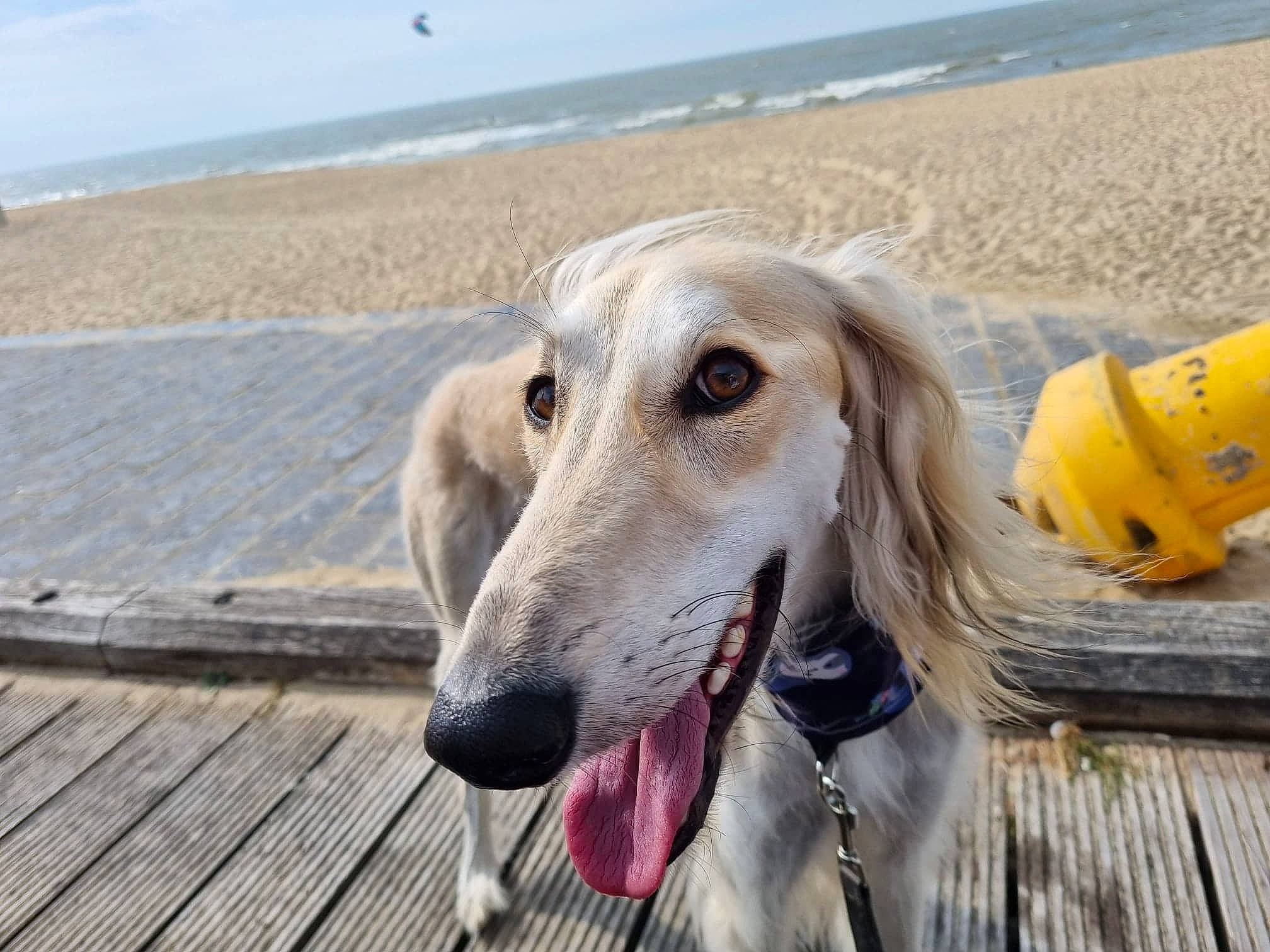 Nafis a rejoint le concours — aidez-le/la à gagner de superbes lots ! beach, borzoi, canidae, carnivore, coast, companion_dog, dog, dog_breed, happy, landscape, ocean, saluki, sand, sighthound, sky, sporting_group, water, wood, working_animal