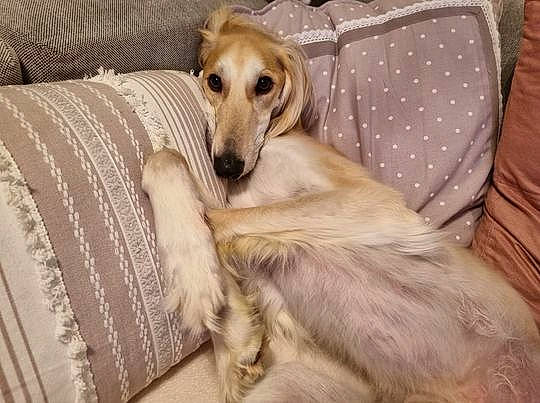 Nafis a rejoint le concours — aidez-le/la à gagner de superbes lots ! borzoi, canidae, carnivore, comfort, companion_dog, couch, dog, dog_breed, dog_supply, fawn, fur, linens, pattern, paw, saluki, sighthound, sporting_group, whiskers, wood, working_animal