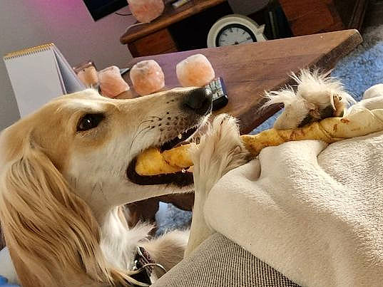 Nafis participe au concours pour gagner de l'argent avec cette photo : borzoi, canidae, carnivore, chair, collie, companion_dog, dog, dog_breed, ear, eyewear, fang, fawn, fur, happy, jaw, scotch_collie, snout, sporting_group, whiskers, wood