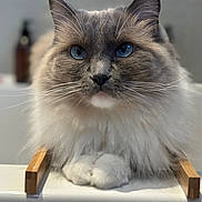 Eden is registered to the contest to win money with this photo: cat, fluffy, blue_eyes, close_up, indoor, feline, portrait, whiskers, paws, resting, soft_fur, wooden_rails, white_surface, domestic_cat, cute, pet, animal, relaxed, focused, mammal