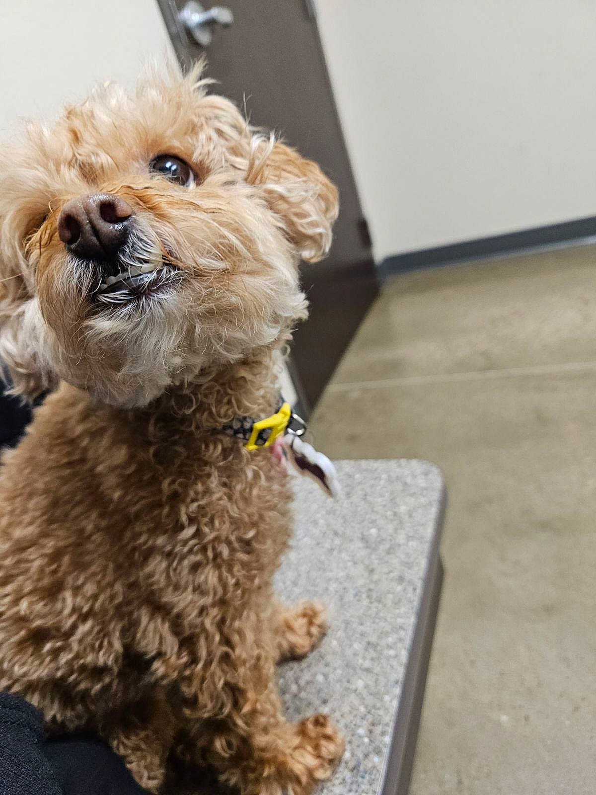 Punkin joined the competition — help win amazing prizes! carnivore, collar, companion_dog, dog, dog_breed, dog_clothes, dog_collar, dog_supply, fur, poodle_crossbreed, puppy_love, shih_poo, small_terrier, snout, sporting_group, terrier, toy_dog, water_dog, working_animal, yorkipoo