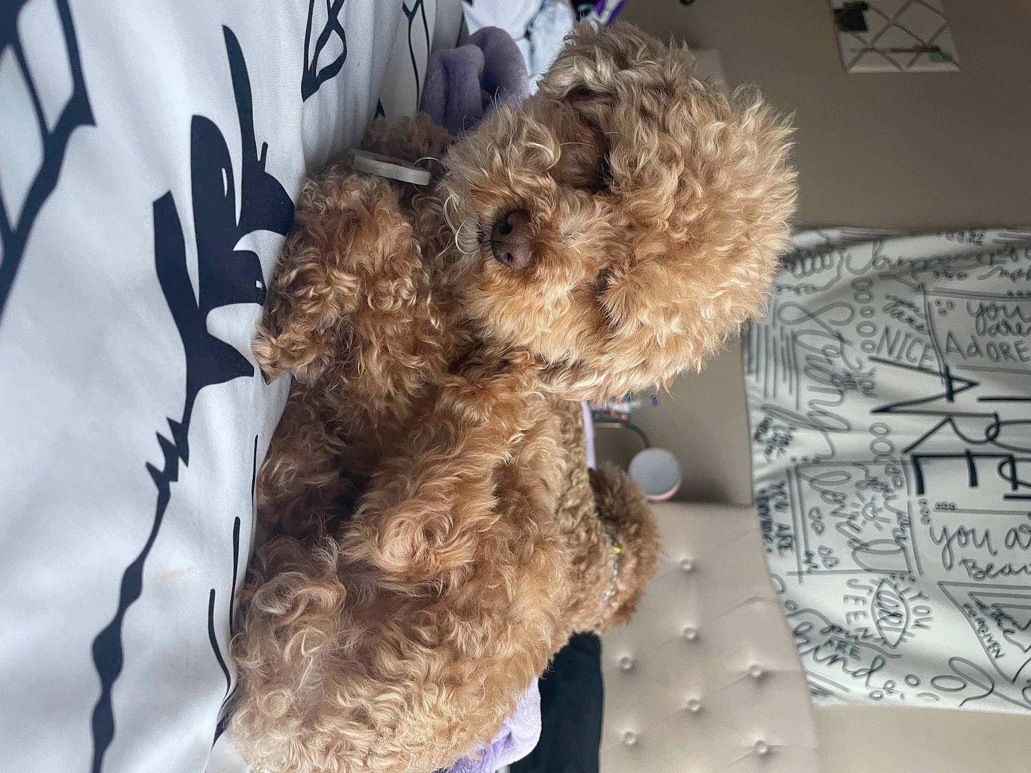 Punkin joined the competition — help win amazing prizes! canidae, carnivore, companion_dog, dog, dog_breed, fawn, fur, natural_material, pet_supply, poodle, snout, sporting_group, stuffed_toy, teddy_bear, terrier, toy, toy_dog, water_dog, welsh_terrier, working_animal